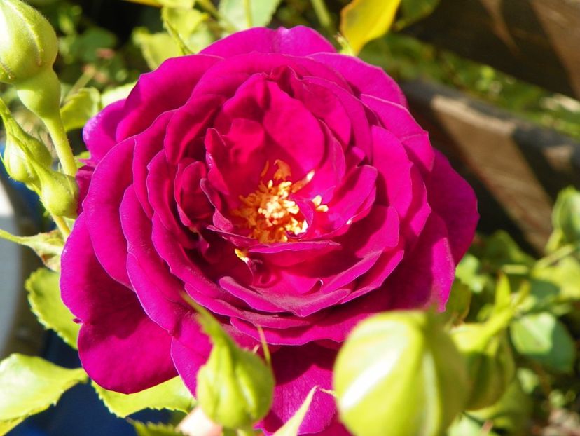 27 iul (64) - Trandafiri 2018 ii