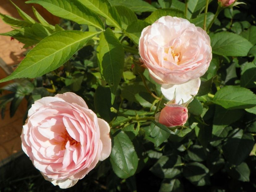 27 iul (65) - Trandafiri 2018 ii