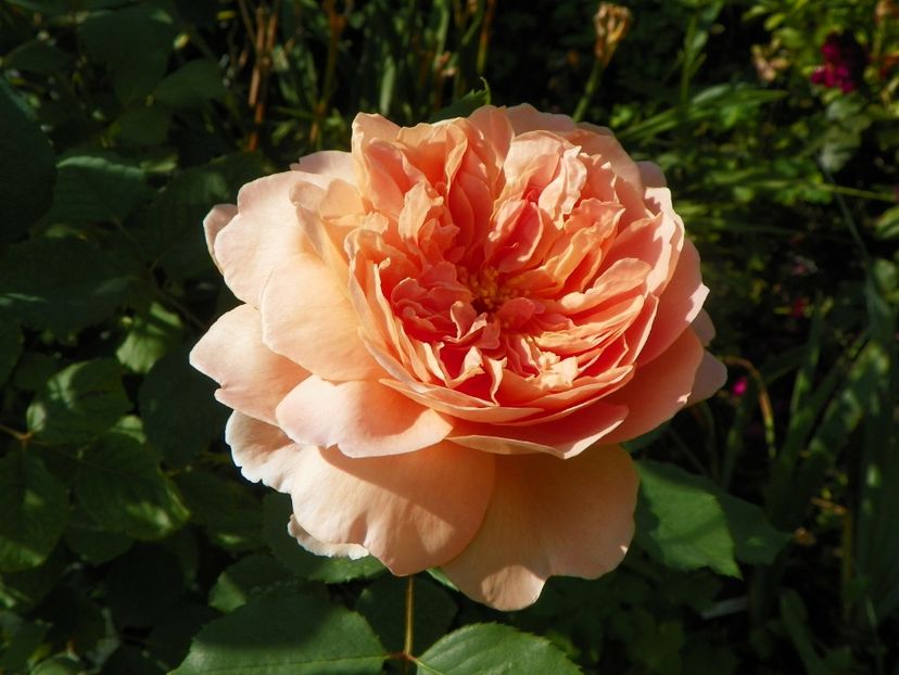 27 iul (68) - Trandafiri 2018 ii