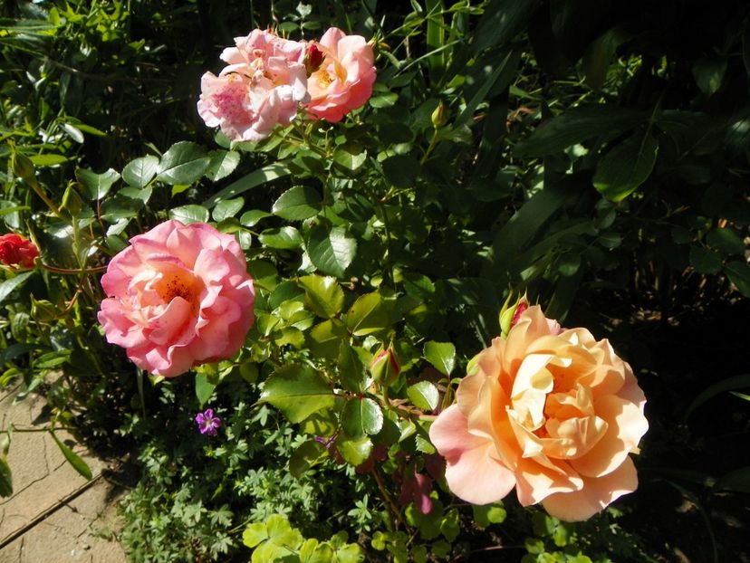 27 iul (77) - Trandafiri 2018 ii