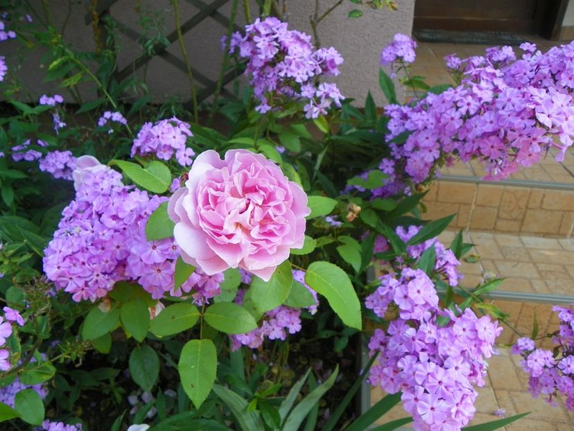 27 iul (79) - Trandafiri 2018 ii