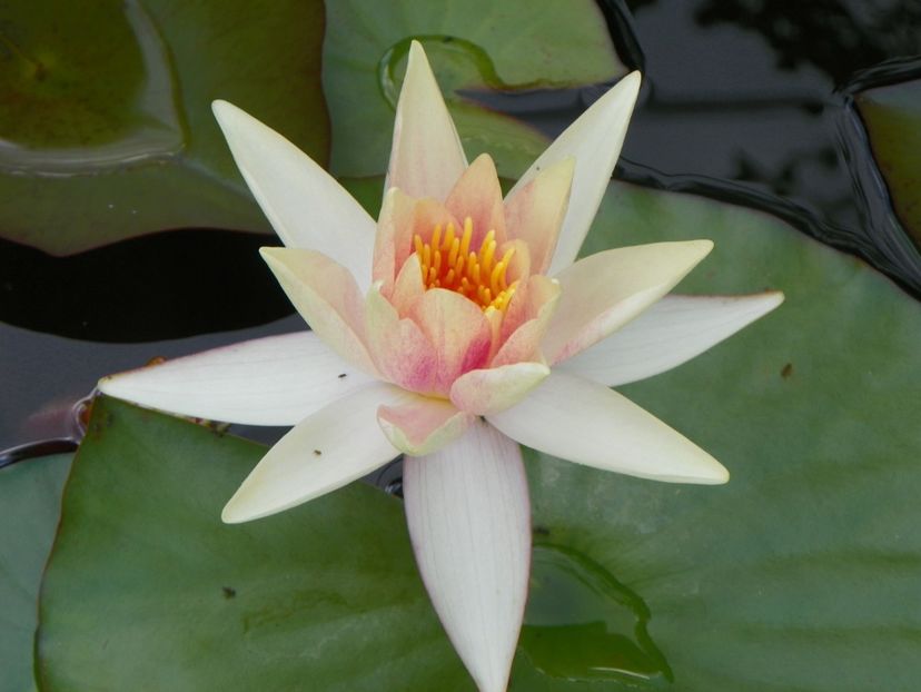 27 iul (50) - Vara 2018