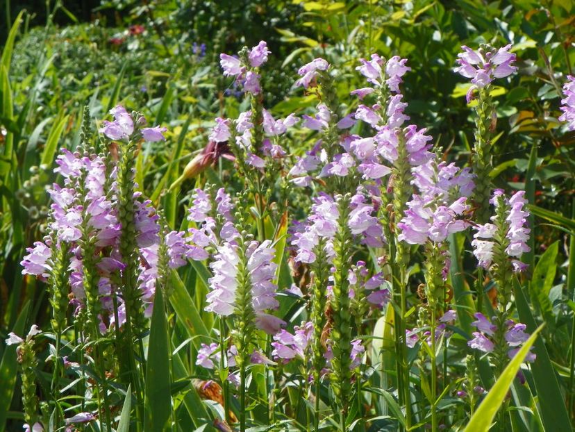 27 iul (66) - Vara 2018