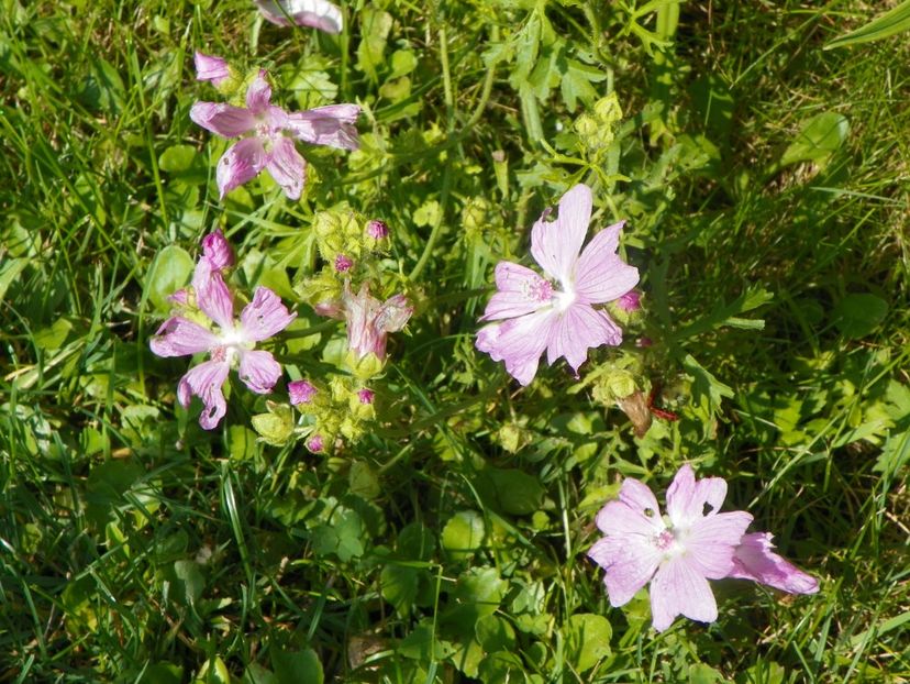 27 iul (76) - Vara 2018