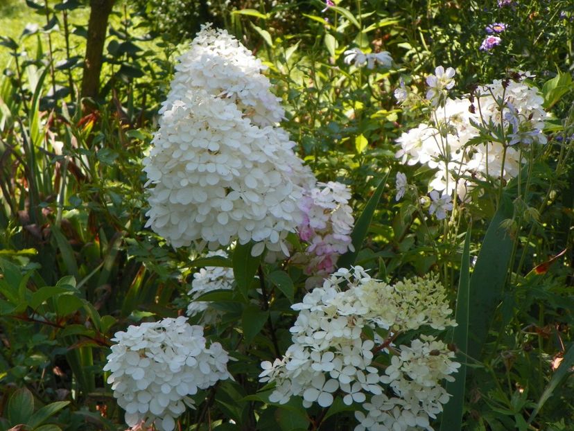 10 aug (56) - Copacei si arbusti 2018