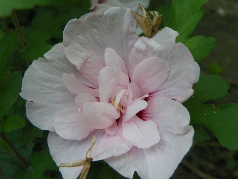 10 aug (79) - Copacei si arbusti 2018