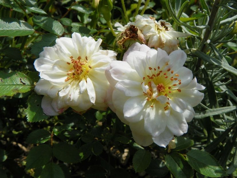 10 aug (12) - Trandafiri 2018 ii