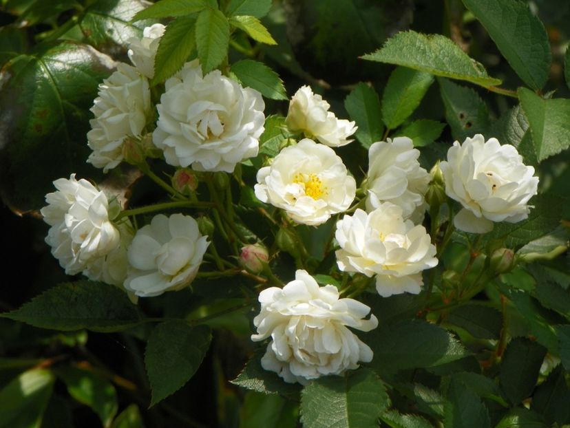 10 aug (13) - Trandafiri 2018 ii