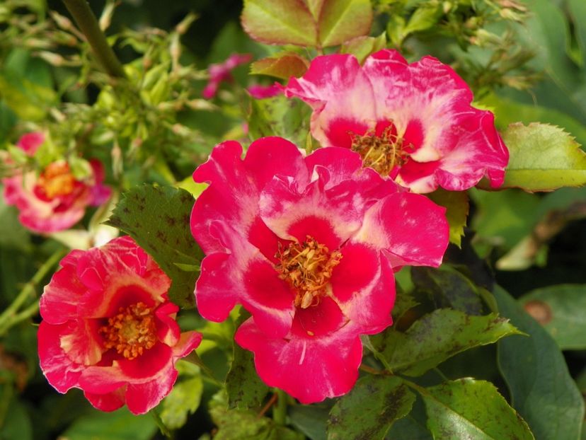 10 aug (20) - Trandafiri 2018 ii