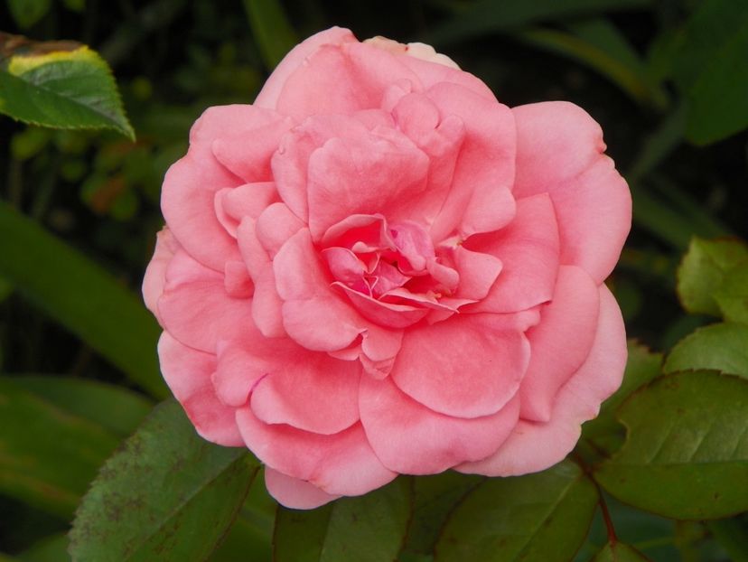 10 aug (24) - Trandafiri 2018 ii