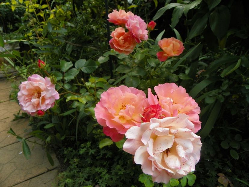 10 aug (27) - Trandafiri 2018 ii