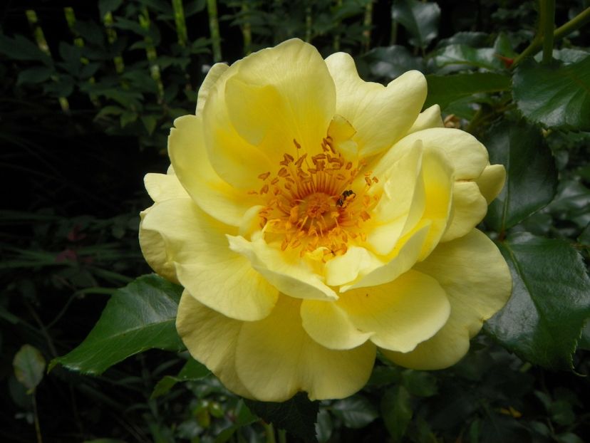 10 aug (30) - Trandafiri 2018 ii