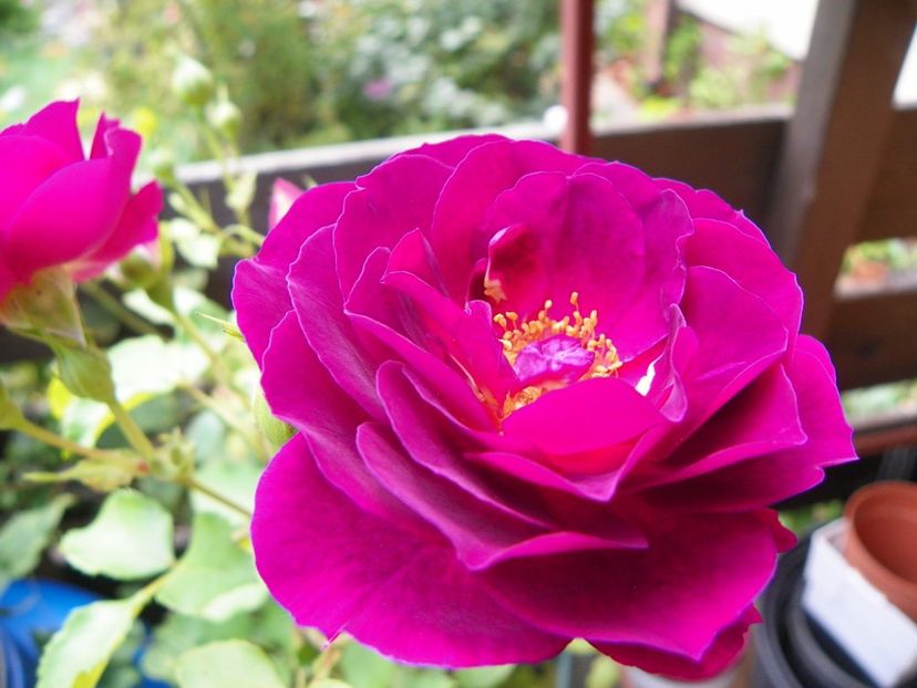 10 aug (31) - Trandafiri 2018 ii