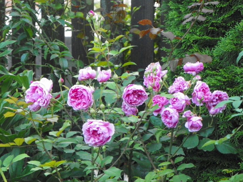 10 aug (32) - Trandafiri 2018 ii