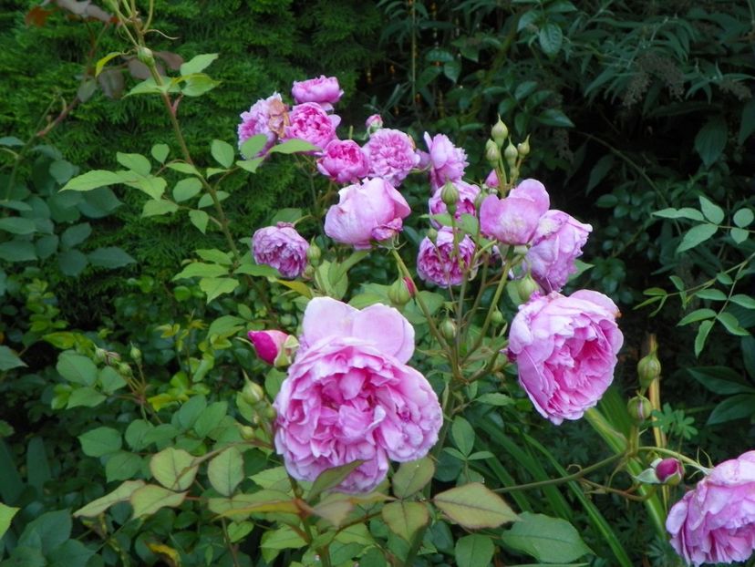 10 aug (33) - Trandafiri 2018 ii