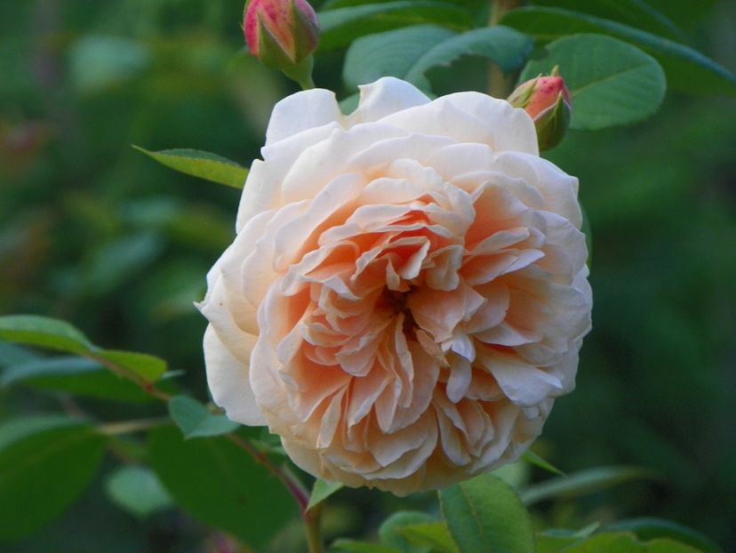 10 aug (35) - Trandafiri 2018 ii