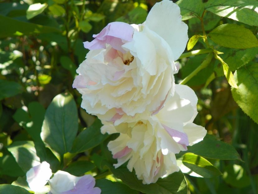 10 aug (43) - Trandafiri 2018 ii