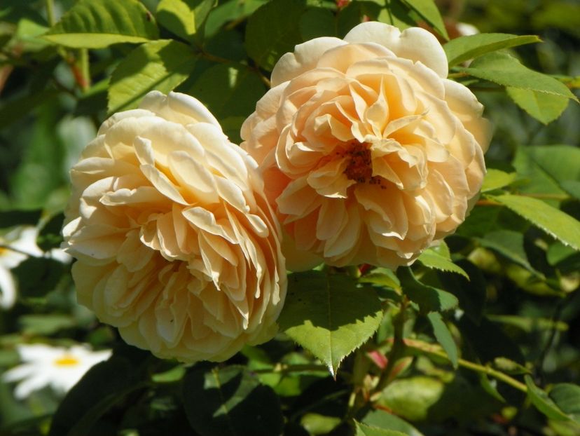 10 aug (44) - Trandafiri 2018 ii