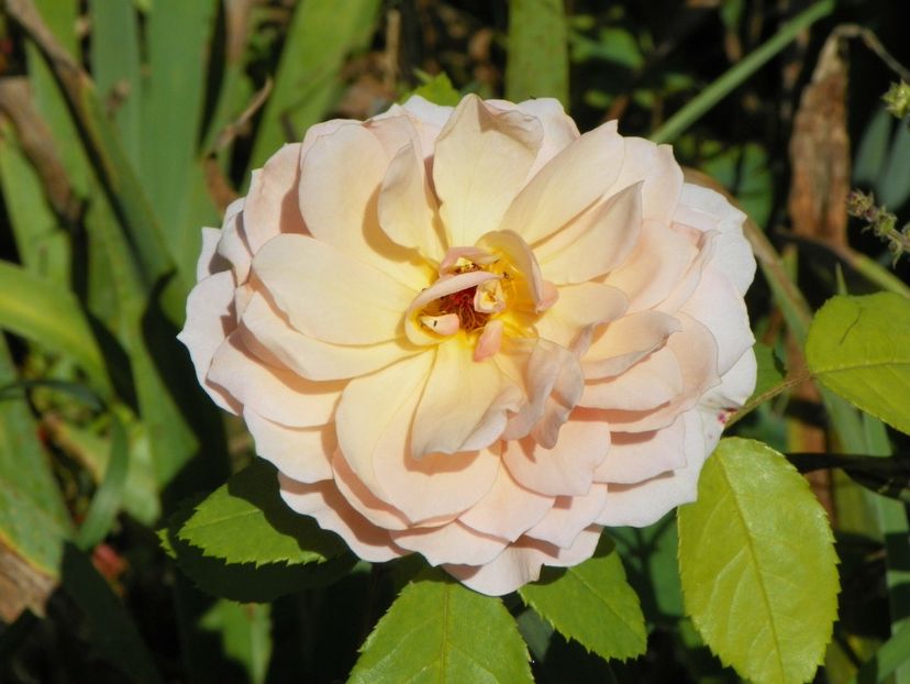 10 aug (45) - Trandafiri 2018 ii