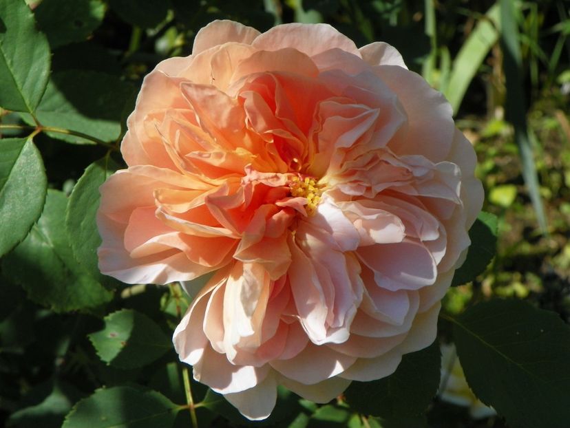 10 aug (47) - Trandafiri 2018 ii