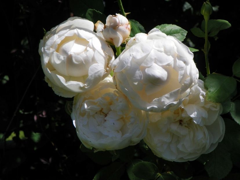 10 aug (49) - Trandafiri 2018 ii