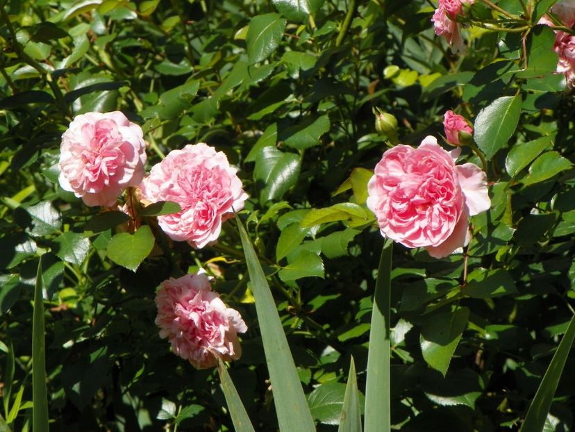 10 aug (50) - Trandafiri 2018 ii