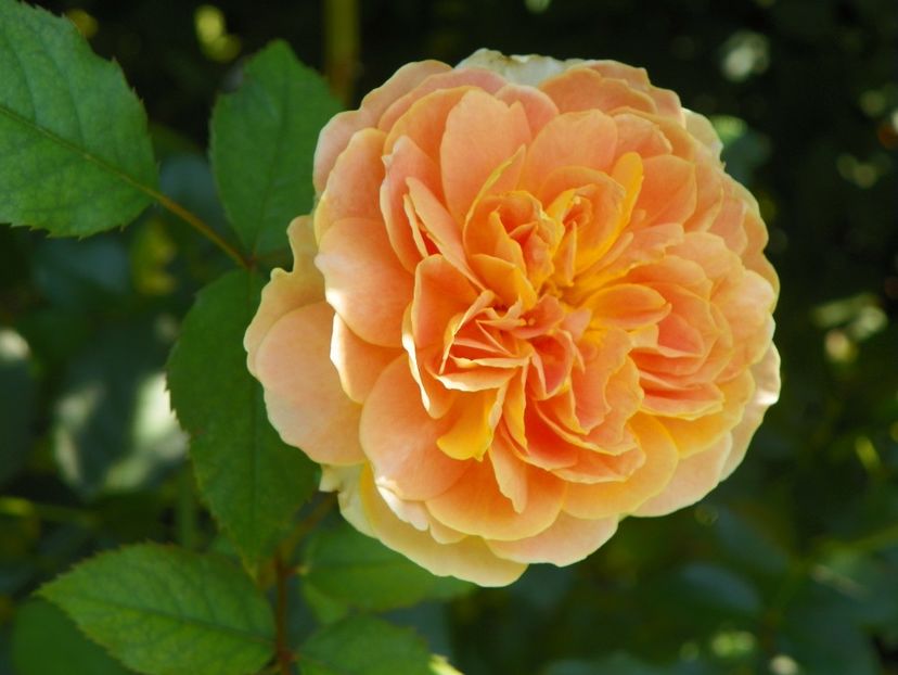 10 aug (51) - Trandafiri 2018 ii