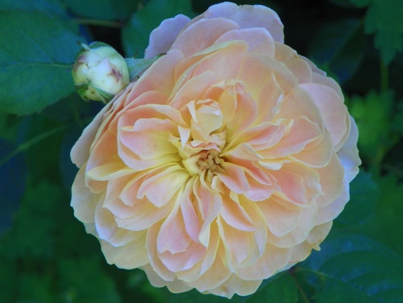 10 aug (55) - Trandafiri 2018 ii