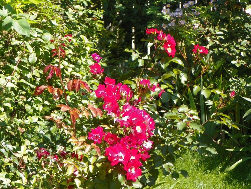 10 aug (58) - Trandafiri 2018 ii