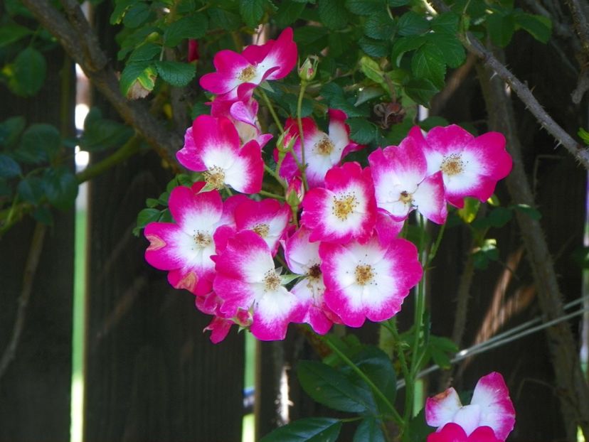 10 aug (59) - Trandafiri 2018 ii