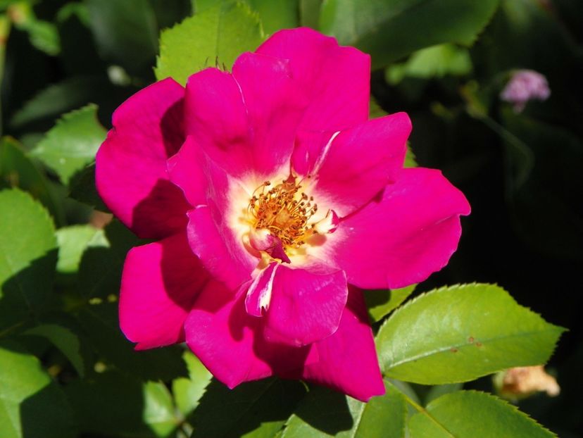 10 aug (60) - Trandafiri 2018 ii