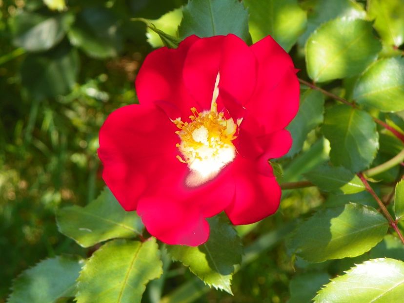 10 aug (62) - Trandafiri 2018 ii