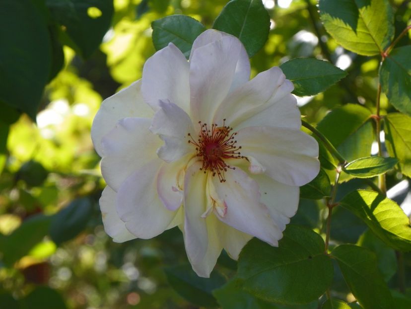 10 aug (66) - Trandafiri 2018 ii