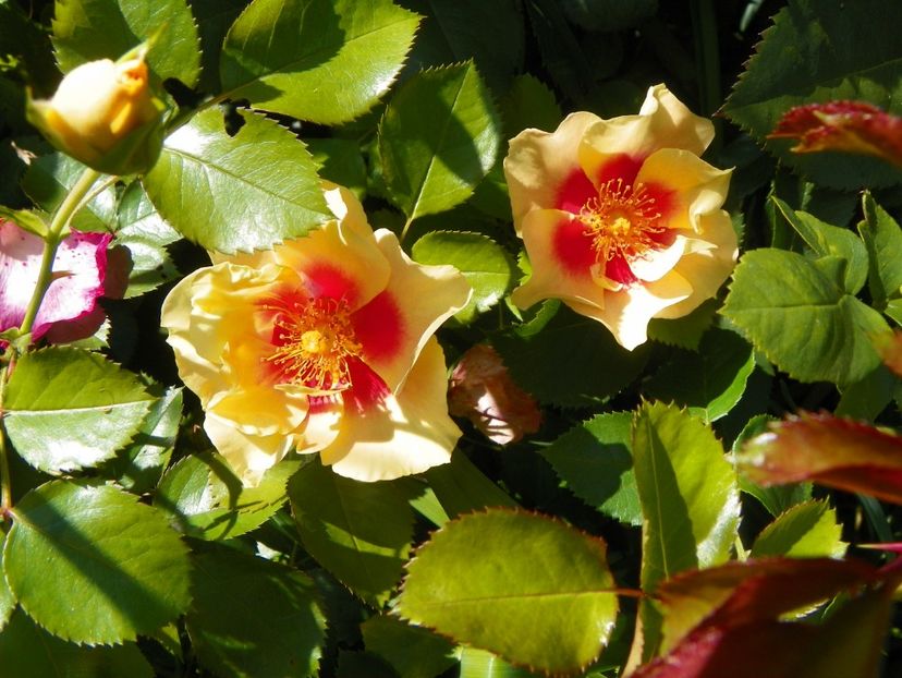 10 aug (70) - Trandafiri 2018 ii