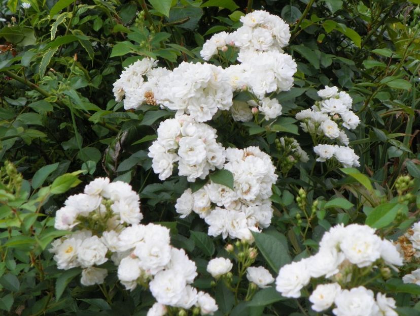 10 aug (71) - Trandafiri 2018 ii