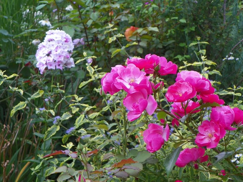 10 aug (72) - Trandafiri 2018 ii