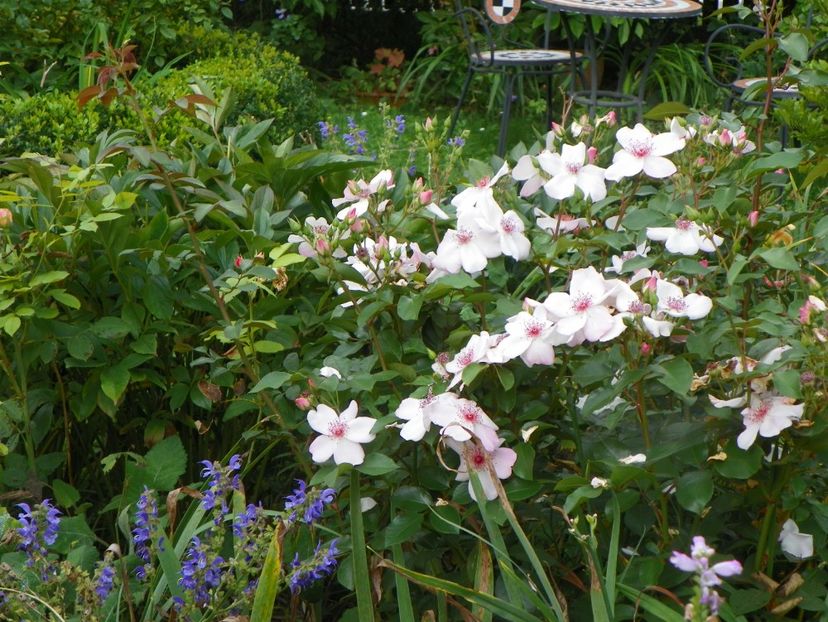 10 aug (73) - Trandafiri 2018 ii