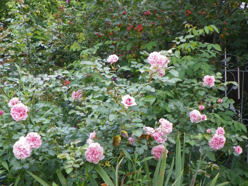 10 aug (84) - Trandafiri 2018 ii