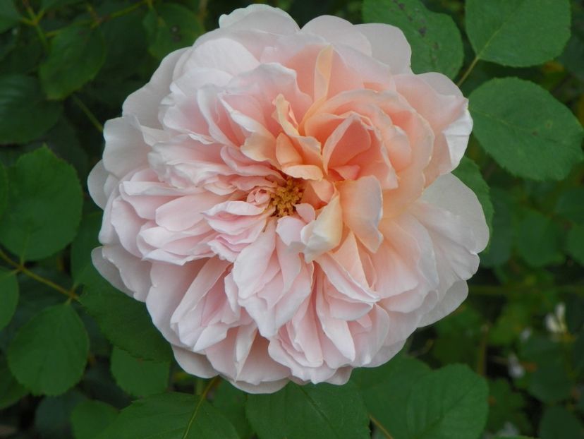 10 aug (86) - Trandafiri 2018 ii