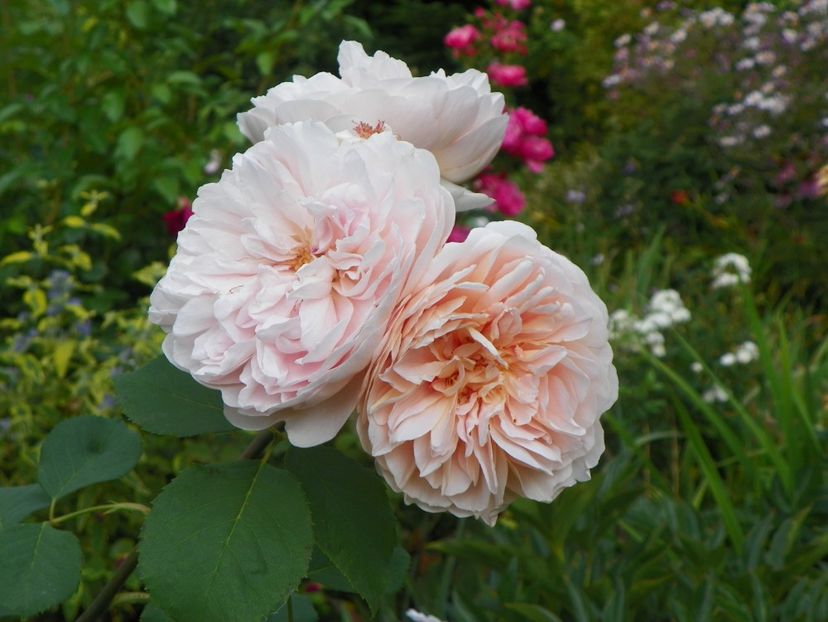 10 aug (87) - Trandafiri 2018 ii