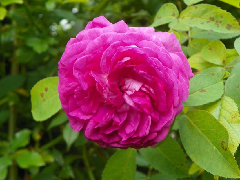 10 aug (91) - Trandafiri 2018 ii