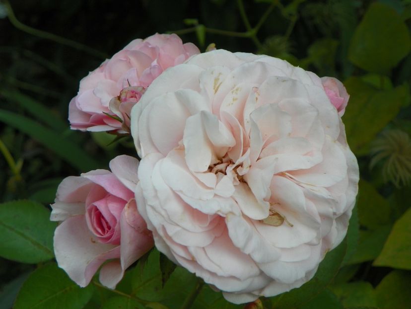 10 aug (92) - Trandafiri 2018 ii