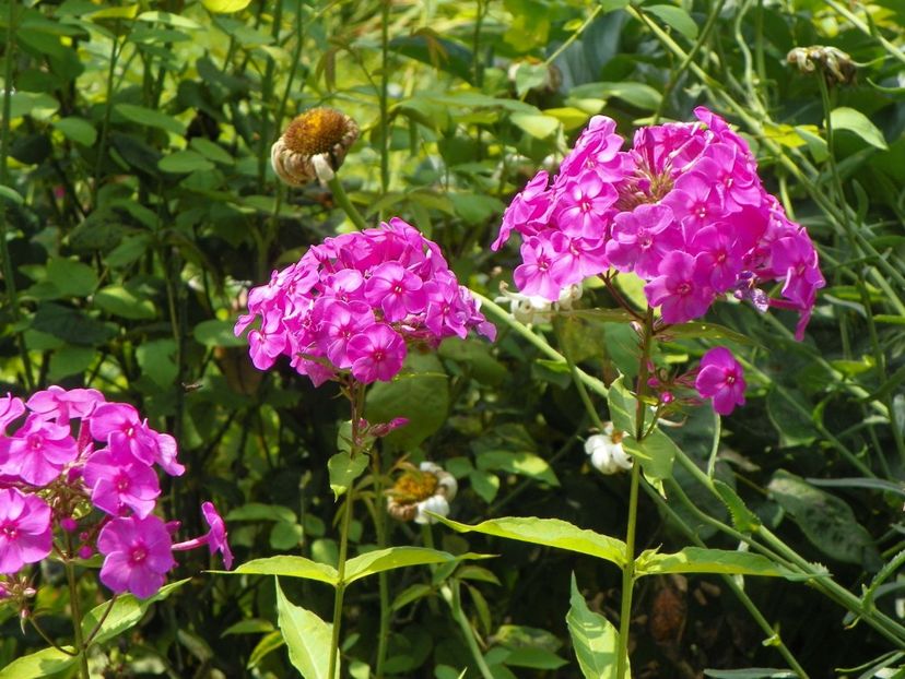 10 aug (7) - Phlox 2018