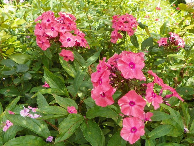 10 aug (8) - Phlox 2018
