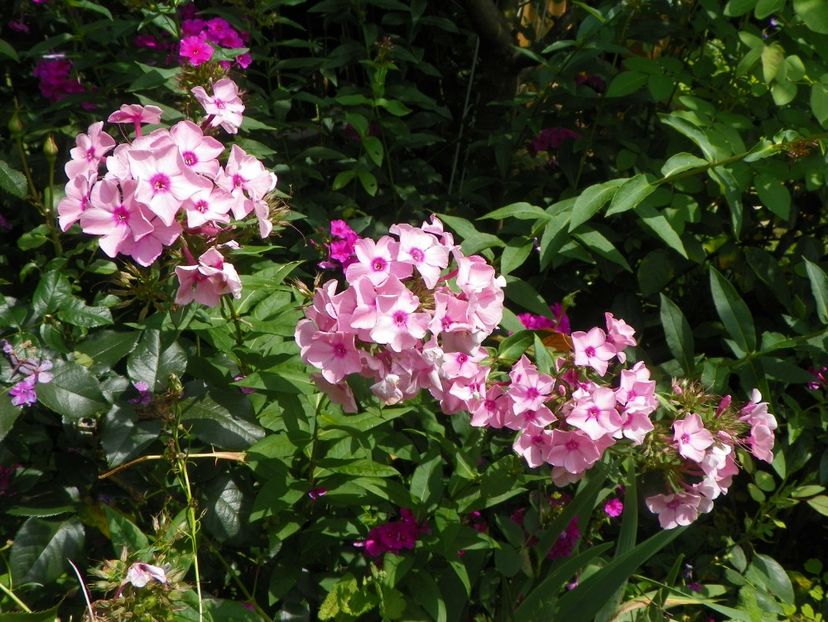 10 aug (9) - Phlox 2018