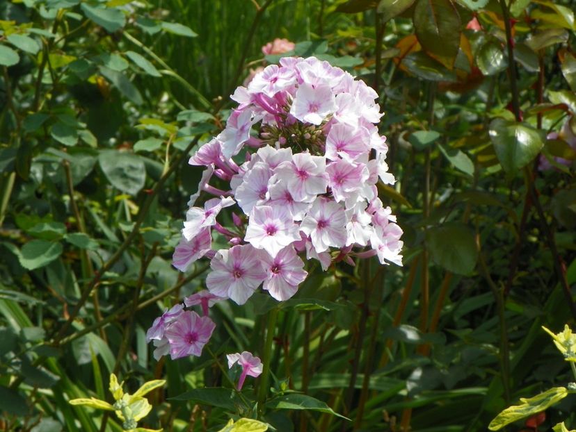 10 aug (14) - Phlox 2018