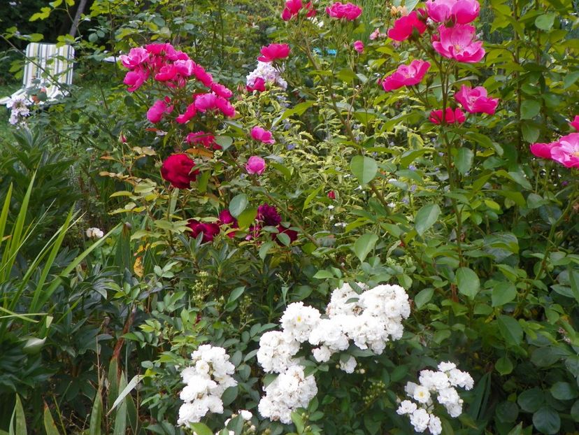 10 aug (97) - Trandafiri 2018 ii