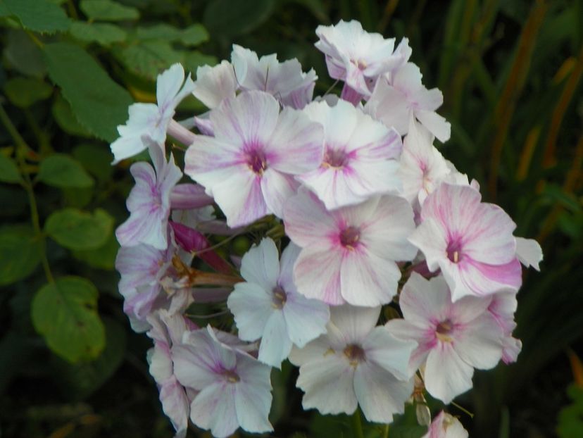 10 aug (37) - Phlox 2018