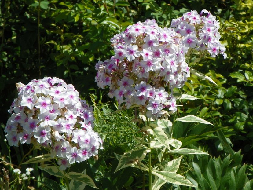 10 aug (42) - Phlox 2018