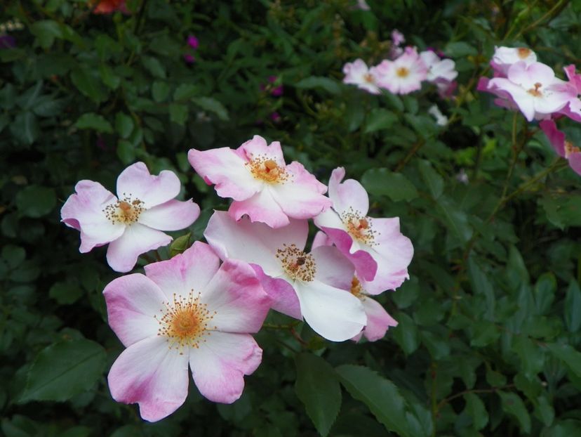 10 aug (99) - Trandafiri 2018 ii